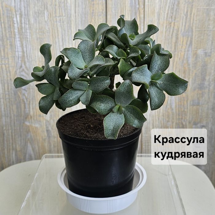 Цветы и растения