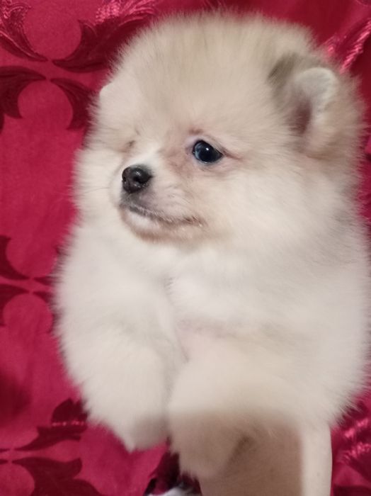 Продам щенка шпица