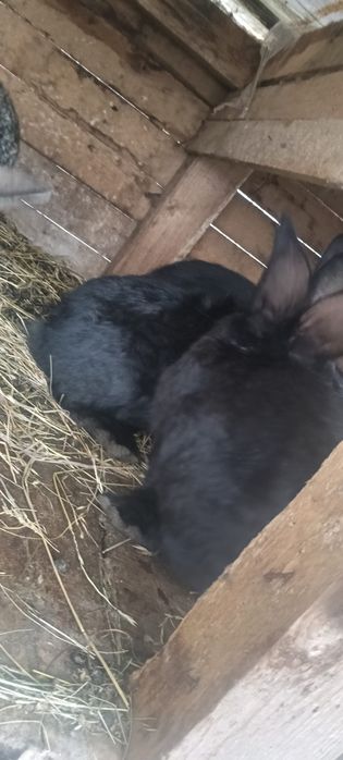 Vând iepuri Ug de 3 luni jumate