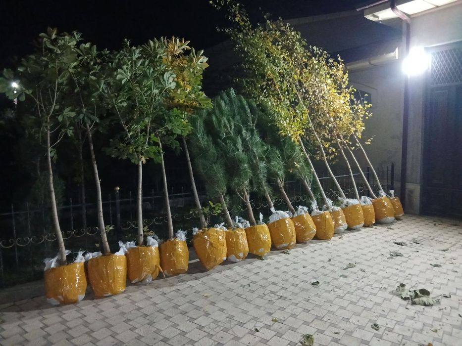 Продаются саженцы деревьев