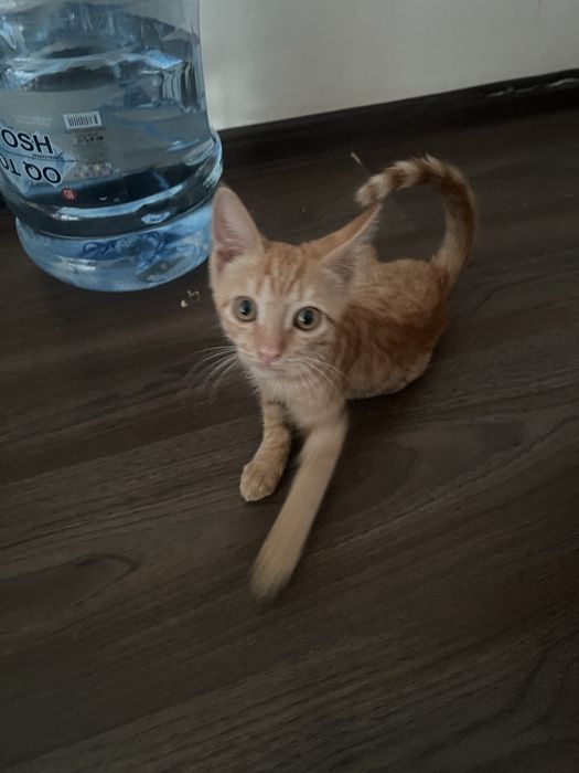Рыжий котёнок [Даром]