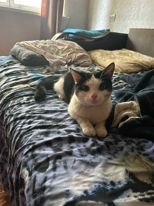 Отдам кота в добрые руки