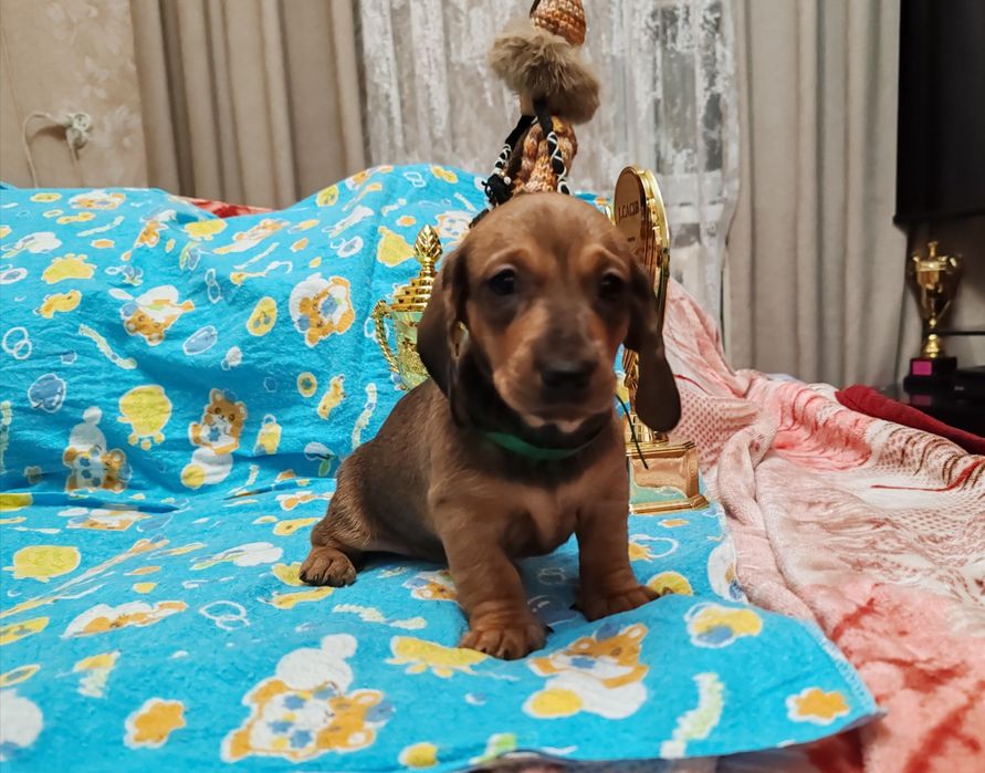 Щенки таксы стандартной с документами