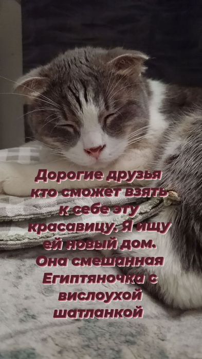 Ищю семью для котеек