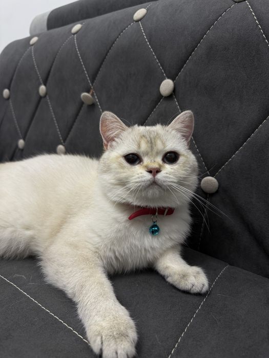 мушук сотилади 11 ойлик кизбола нархи 200$