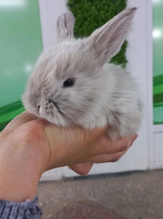 Кролики карликовые