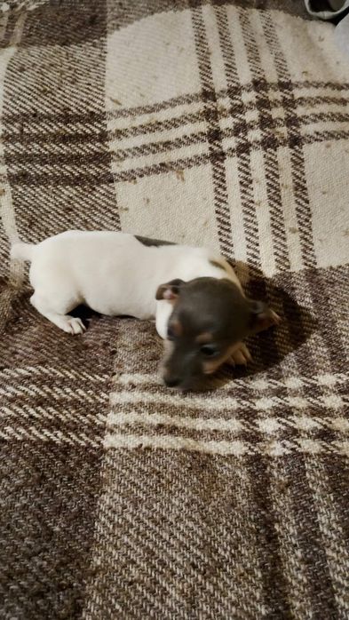 Джак ръсел териер