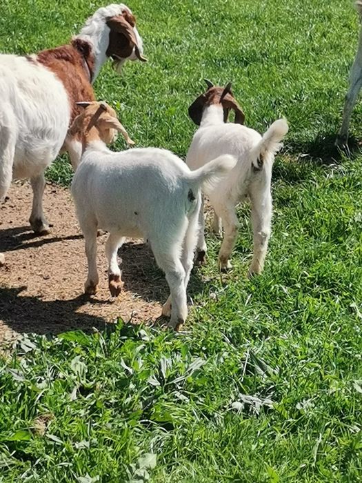 Capre Boer si Alpina franceza de vanzare