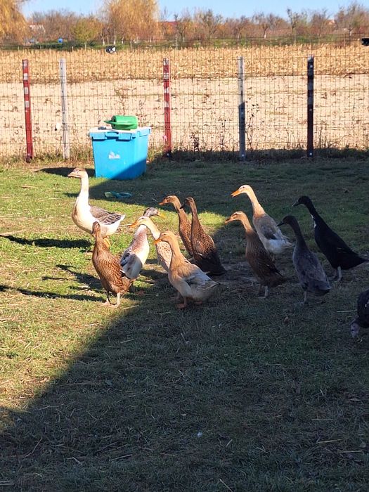 Rate Indiene Alergatoare