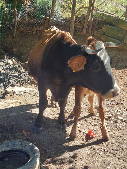 Vând vaca cu lapte