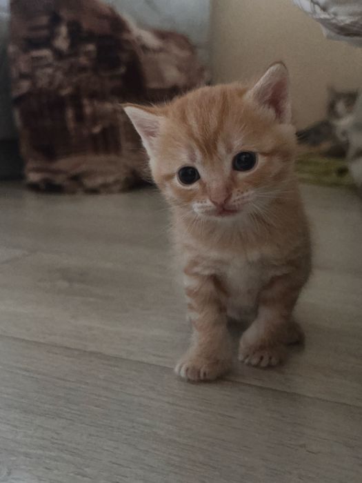 Котенок 2 месяца 1000тг