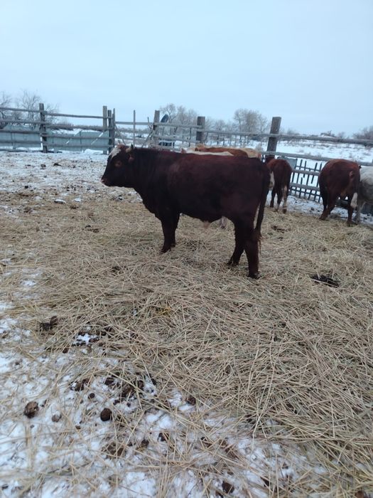 Бұқа сатамын 3бас