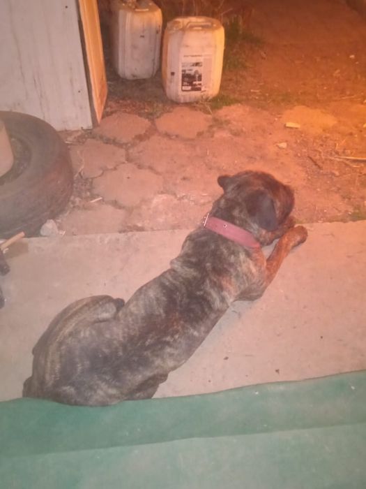 Кане Корсо девочка