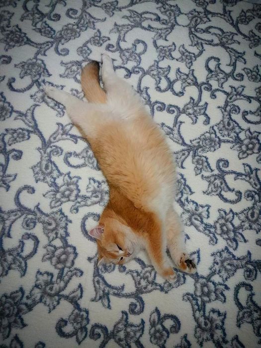 Privaznoy Zalataya Shinshilla tozza Ny_12

Порода : BRI Золотая

ш