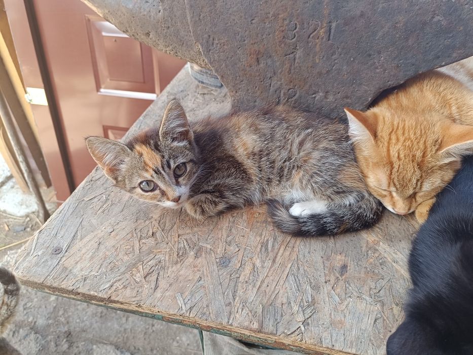 Отдам котят в добрые руки.