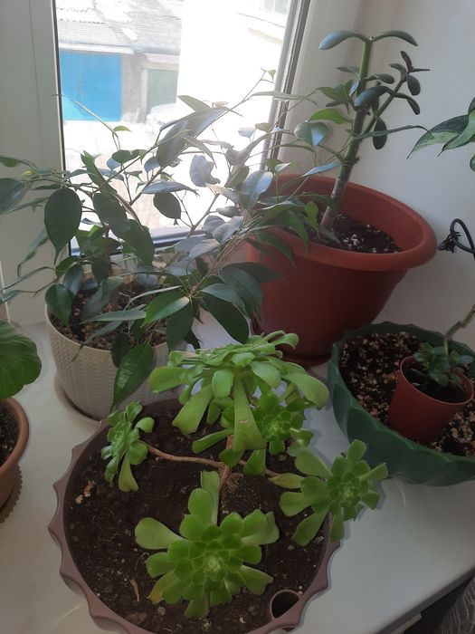 Комнатные цветы ухоженные продам