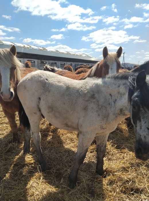 Продам 40 голов жеребчиков 2025 г.