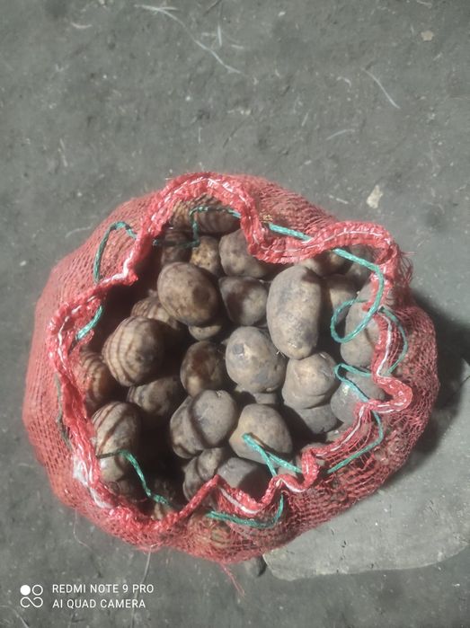 Картофель семена сорт Удача 150