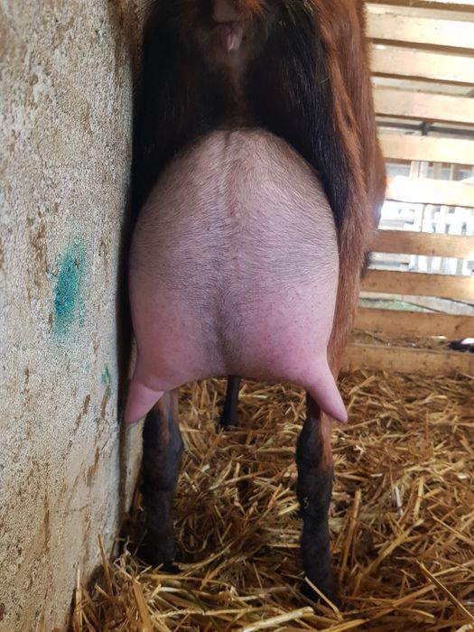 Alpina Franceza Masculi de Prasilă.