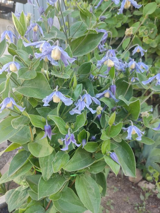 продам многолетние цветы.