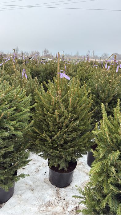 Продам Ель обыкновенную