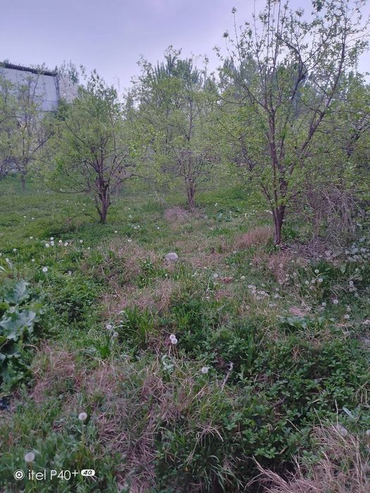 Чек сотилади. Кувада