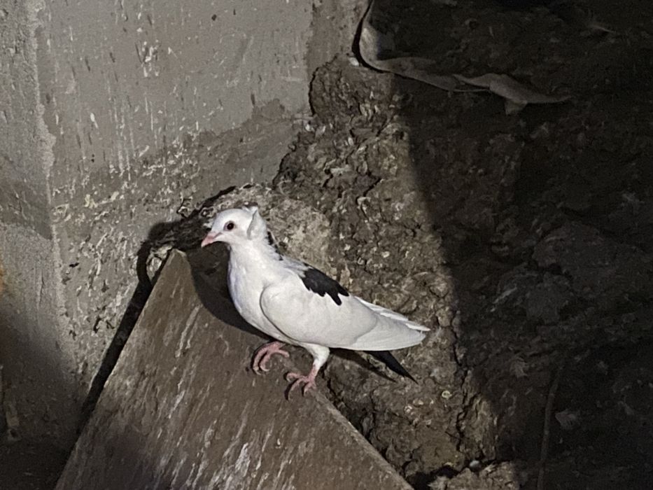 Голуби  бойной бакинской породы