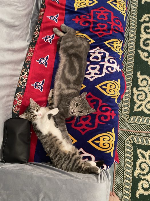 Пропала кошка. Просьба вернуть