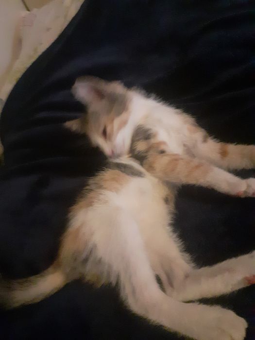 Donez doua pisicuțe jucăușe și învățate cu oameni și cu copii