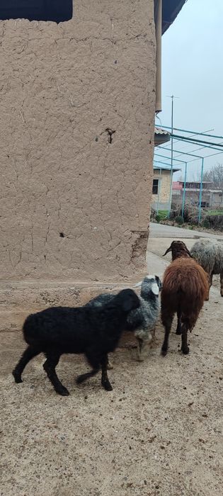 Ona bola qoʻylar sotiladi