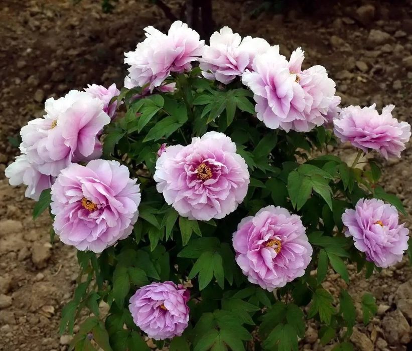 Bujor Arbustiv la Ghiveci