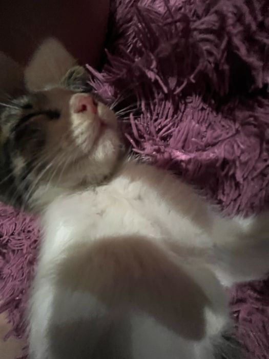 Котенок отдаем бесплатно в добрые руки