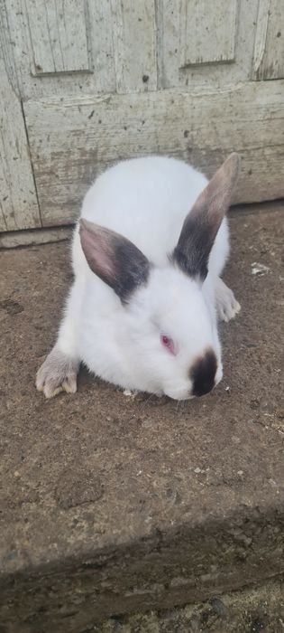 Vând iepuri uriaș de transilvania.