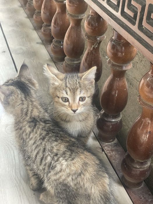 Mushuk bolalari tekinga bepul