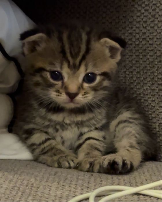 вислоух котик( мальчик 1 месяц)