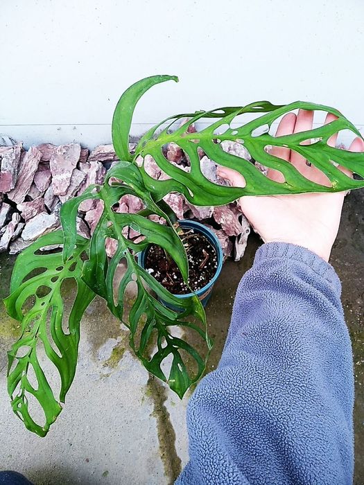 Продается Монстера Эксклето