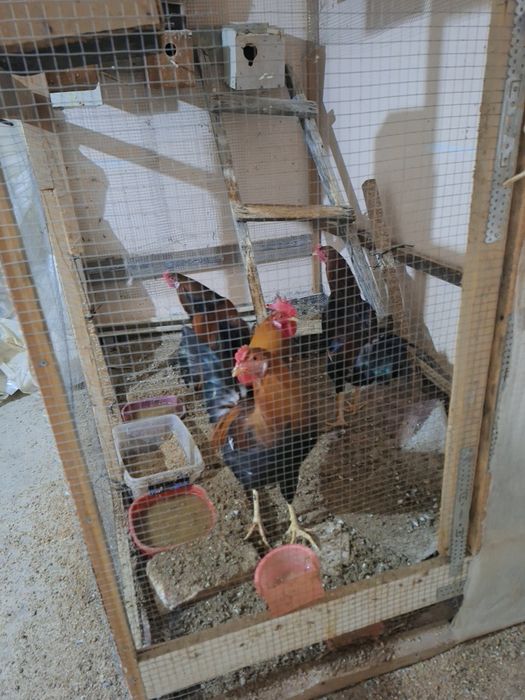 Соглом 7 ойлик хурозлар сотилади