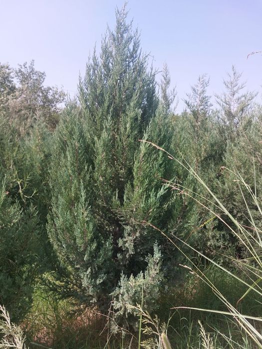 Манзарали арча ва дарахтлар оптом нархда