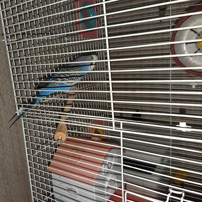 Продам попугай с клеткой.16000