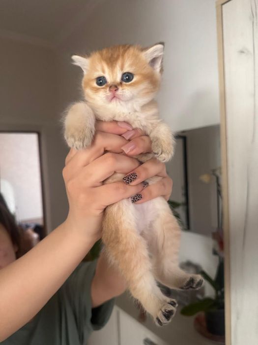 Британцы прямоухие.