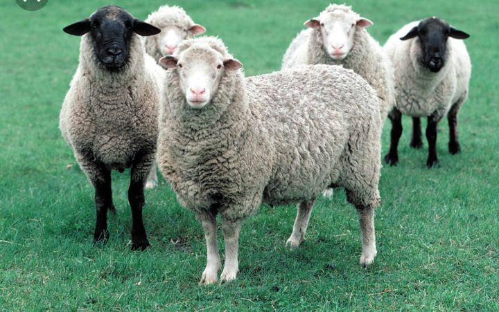 Продаются Бараны