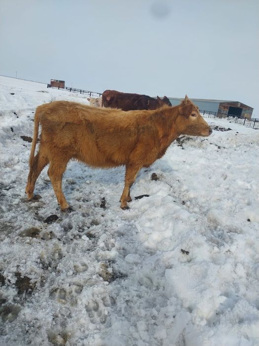 Продам КРС  (7 телок)