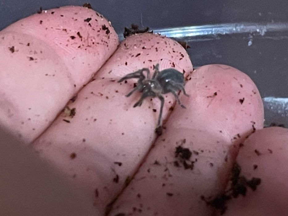 Tarantula Aphonopelma seemanni 1 cm