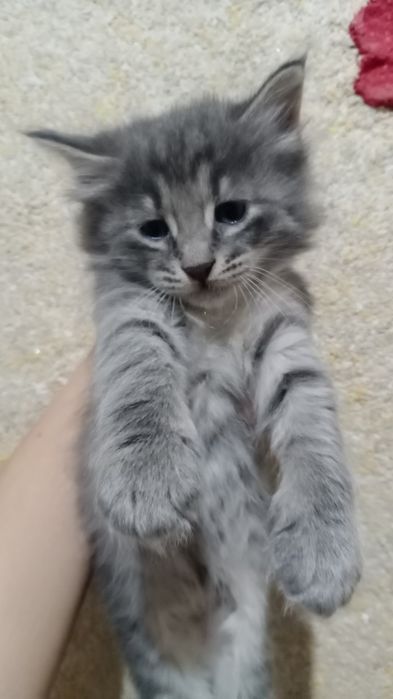 Котята домашние. Отдам даром