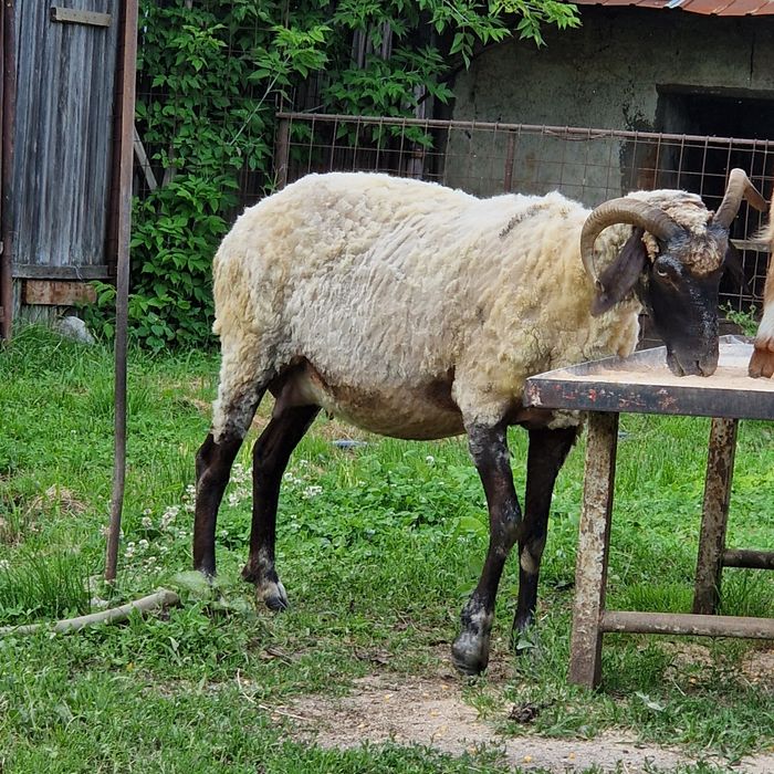 Vând oi mari bune de lapte