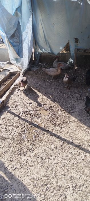 Продам молодых уток