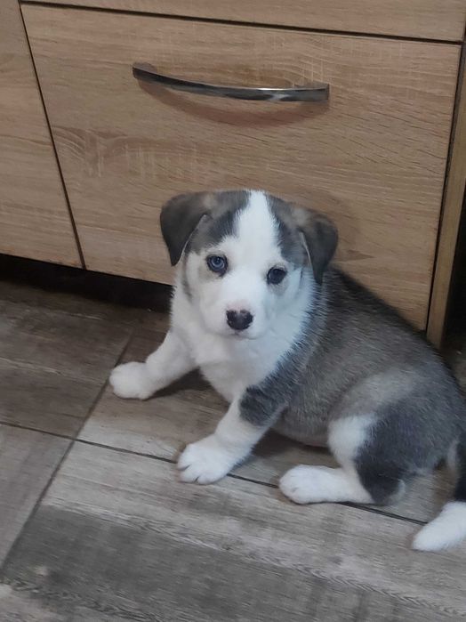 Кученца хъскита си търсят нов стопанин