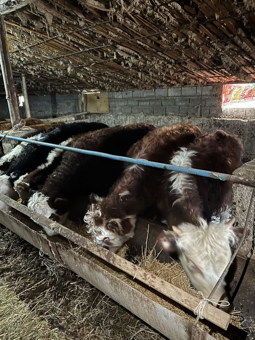 Бука бiр жасарлар