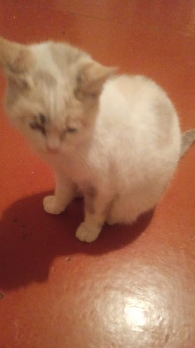 Котята бесплатно