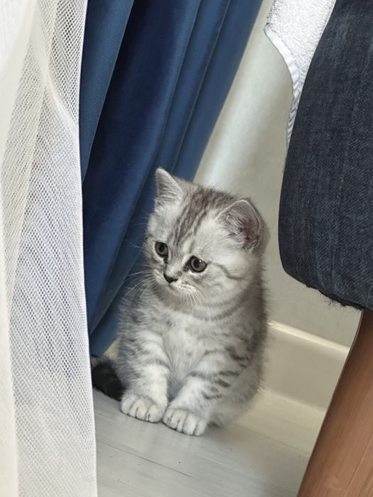 Котенок прямоухий